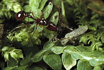 Trap-jaw Ant (Acanthognathus teledectus) stalking springtail