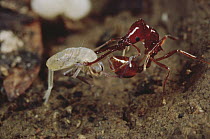Trap-jaw Ant (Acanthognathus teledectus) grasps springtail in jaws and thrusts her abdomen forward and injects victim with stinger, Costa Rica