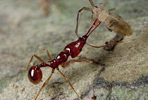 Trap-jaw Ant (Acanthognathus teledectus) carries prey, a springtail she has stunned by injecting venom, back to nest, Costa Rica