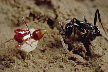 Trap-jaw Ant (Acanthognathus teledectus) worker defends herself and the larva she defends against an Army Ant by shooting venom at the intruder, Costa Rica