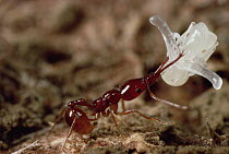 Trap-jaw Ant (Acanthognathus teledectus) worker carrying pupa, pupa's translucent arms will become mandibles, Costa Rica