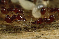 Trap-jaw Ant (Acanthognathus sp) pair with two different pairs of mandibles, the right ant has mandibles used for carrying, the left for chewing, Costa Rica