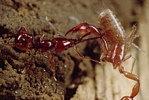 Trap-jaw Ant (Acanthognathus teledectus) worker carrying away pseudo-scorpion away from nest where it was threatening larva, Costa Rica