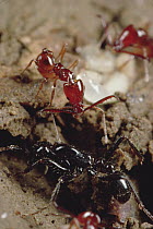 Trap-jaw Ant (Acanthognathus teledectus) worker defends herself and larva from Army Ant, Costa Rica