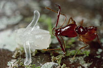 Trap-jaw Ant (Acanthognathus teledectus) worker approaches pupa to relocate nest, pupa's translucent arms will become mandibles, Costa Rica