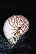 Chambered Nautilus (Nautilus pompilius) portrait, North America