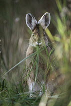 Cottontail Rabbit (Sylvilagus aquaticus) nibbling grass, Alaska