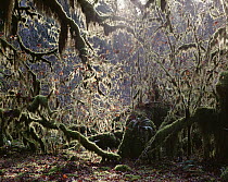 Temperate rainforest interior, Olympic National Park, Washington