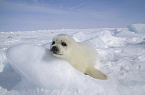 Harp Seal (Phoca groenlandicus) pup, Gulf of St Lawrence, Canada