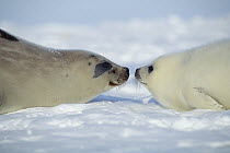 Harp Seal (Phoca groenlandicus) mother and pup, Gulf of St Lawrence, Canada