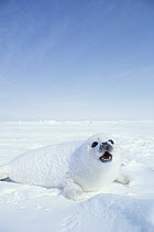 Harp Seal (Phoca groenlandicus) pup calling, Gulf of St Lawrence, Canada