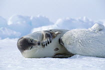 Harp Seal (Phoca groenlandicus) mother nursing pup, Gulf of St Lawrence, Canada