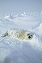 Harp Seal (Phoca groenlandicus) pup laying on pack ice, Gulf of St Lawrence, Canada
