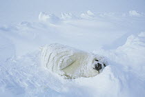 Harp Seal (Phoca groenlandicus) pup resting in snow, Gulf of St Lawrence, Canada
