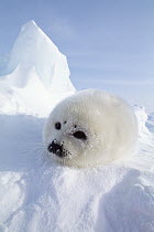 Harp Seal (Phoca groenlandicus) pup, Gulf of St Lawrence, Canada