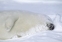 Harp Seal (Phoca groenlandicus) pup sleeping, Gulf of St Lawrence, Canada