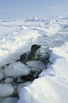 Harp Seal (Phoca groenlandicus) surfacing in crack in pack ice, Gulf of St Lawrence, Canada