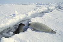 Harp Seal (Phoca groenlandicus) surfacing at crack in ice near pup, Gulf of St Lawrence, Canada