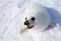 Harp Seal (Phoca groenlandicus) pup calling, Gulf of St Lawrence, Canada