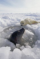 Harp Seal (Phoca groenlandicus) at breathing hole with newborn in background, Gulf of St Lawrence, Canada