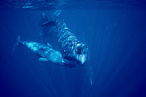 Sperm Whale (Physeter macrocephalus) social group underwater, Dominica