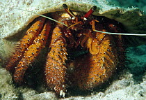 Hermit Crab, Hawaii
