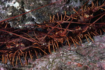 California Spiny Lobster (Panulirus interruptus) group on rocks, California
