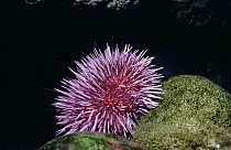 Purple Sea Urchin (Strongylocentrotus purpuratus) with tube feet extended into water to feed, California