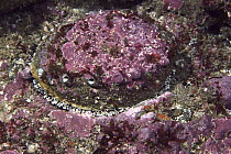 Abalone (Haliotis sp) underwater