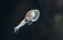 Octopus (Octopus sp) baby swimming through water column