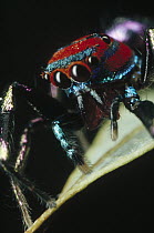 Jumping Spider (Chrysilla sp) portrait, Sri Lanka