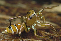 Jumping Spider (Phintella aequipes) portrait, Kenya
