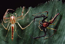Wide-jawed Viciria (Viciria praemandibularis) male and female in courtship display, male has darker color, Singapore