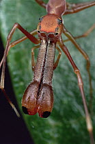 Kerengga Ant-like Jumper (Myrmarachne plataleoides) portrait showing snout-like jaws which hide fangs, Sri Lanka