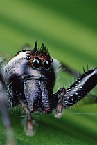 Northern Green Jumping Spider (Mopsus mormon) portrait, Australia