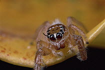 Jumping Spider, possibly of the genus hyllus, portrait, Kenya