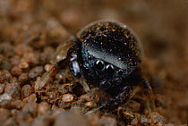Jumping Spider (Pachyballus cordiformis) mimics a beetle which is a good defense since predators view beetles as toxic or odious, Kenya