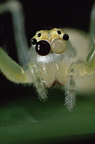 Jumping Spider portrait, color of eyes shows independent movement, sequence 1 of 3
