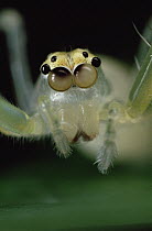 Jumping Spider portrait, color of eyes shows independent movement, sequence 2 of 3