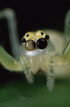 Jumping Spider portrait, color of eyes shows independent movement, sequence 3 of 3
