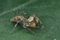 Jumping Spider (Maevia sp) male in courtship posture, North America