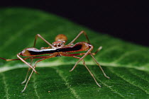 Kerengga Ant-like Jumper (Myrmarachne plataleoides) male in fighting posture showing elongated jaws ending in fangs which are usually sheathed, Sri Lanka