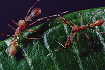 Kerengga Ant-like Jumper (Myrmarachne plataleoides) males fight showing elongated jaws ending in fangs which are usually sheathed, Sri Lanka