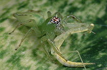 Praying Mantis (Mantis sp) falls prey to a Northern Green Jumping Spider (Mopsus mormon), Australia