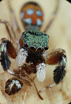 Jumping Spider (Natta sp) stabs ant in neck and sucks blood, Sri Lanka