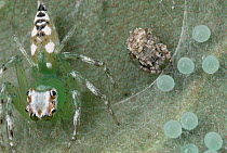 Jumping Spider (Phyaces comosus) mimics the size and movement of wind-borne dust to steal eggs from epeus nest, Sri Lanka