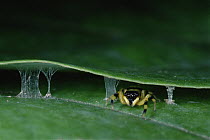 Jumping Spider (Ptocacius sp) in night- time leaf shelter secured with bolts of silk, Singapore