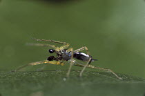 Jumping Spider (Asemonea tenuipes) male in courtship dance, Sri Lanka