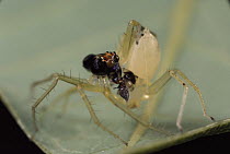Jumping Spider (Asemonea tenuipes) male inserting his left palp into female's abdomen to discharge sperm, Sri Lanka