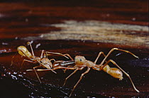 Ant-mimicking Jumping Spider (Myrmarachne sp) pair mating, male on the right with long nose which encases fanged jaws for fighting, Sri Lanka